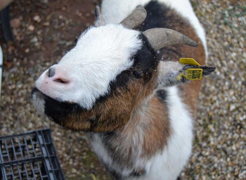 Gite Gretel De La Ferme Du Schneeberg Wangenbourg-Engenthal Luaran gambar